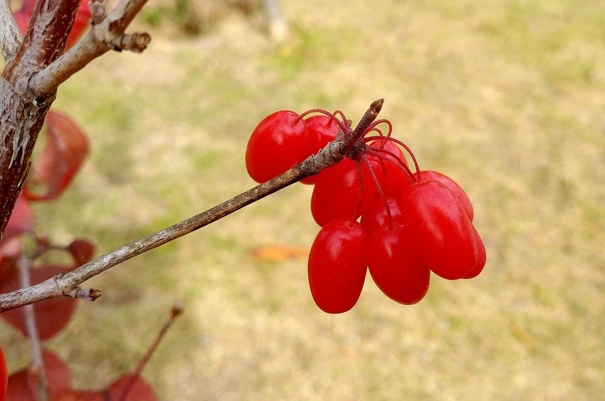 山茱萸的果子