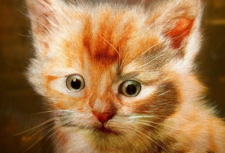 苏绣猫