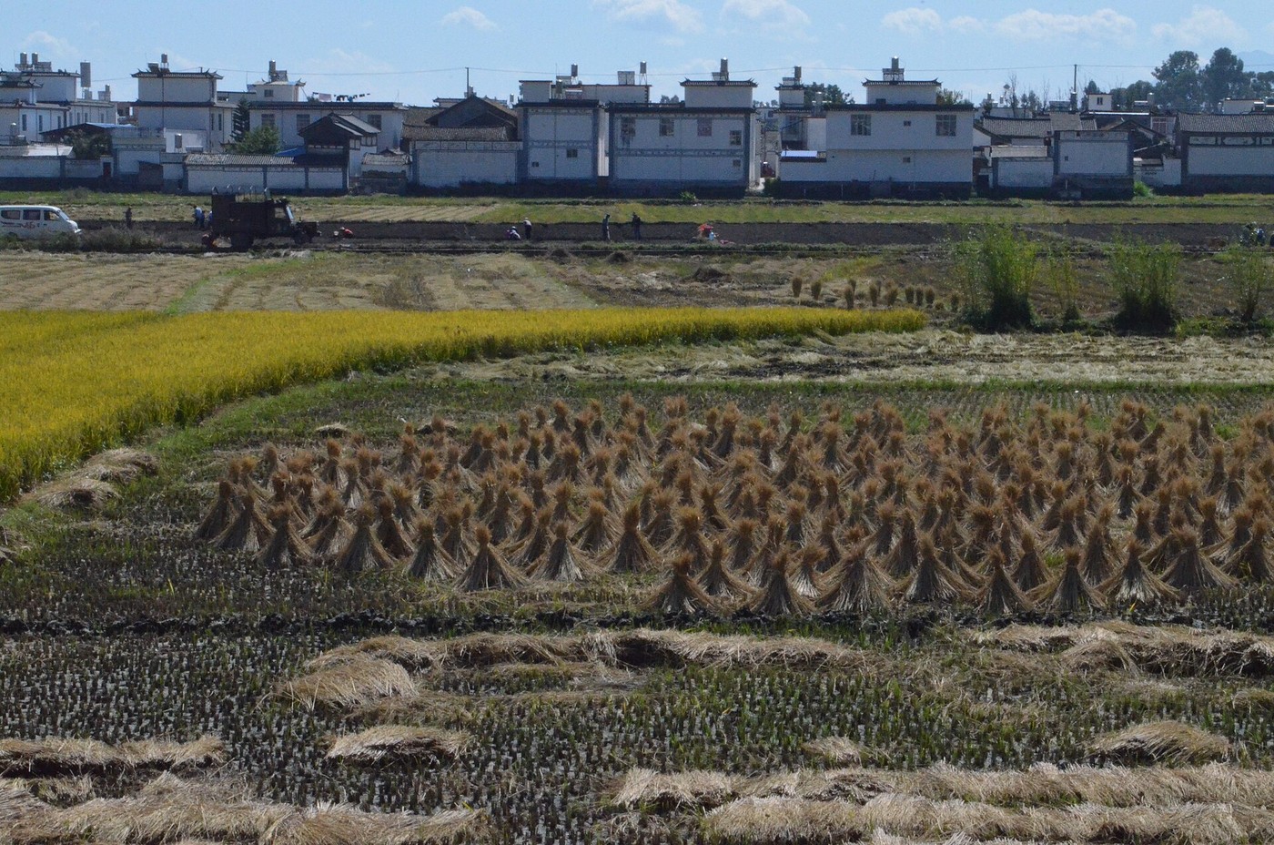 稻田秋收